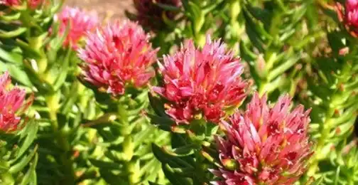 Rhodiola Rosea Extract Powder for Energy and Focus